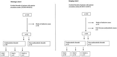 Ischemic Stroke of Suspected Cardioembolic Origin Despite Anticoagulation: Does Thrombus Analysis Help to Clarify Etiology?